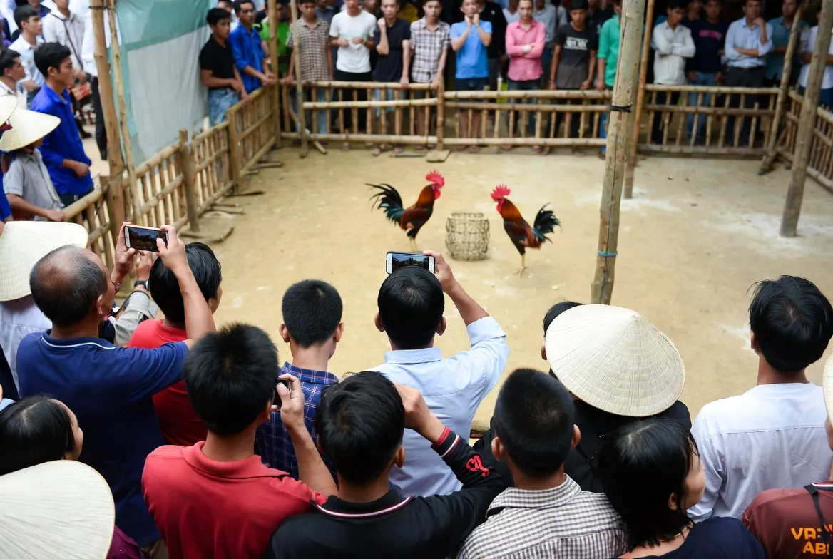 đá gà thomo trực tiếp