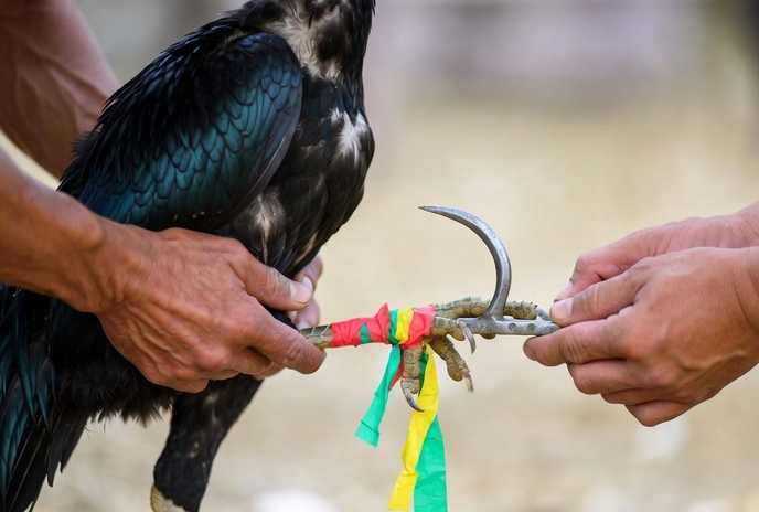 CPC5 đá gà thomo trực tiếp